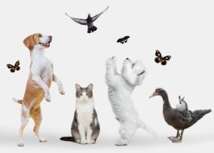 Fotos de animais, um gato, um cachorro, um pato, um pato, uma borboleta e um rato