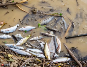 peixes em uma água suja de um rio