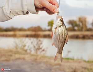 Pescador segurando o peixe preso em um anzol